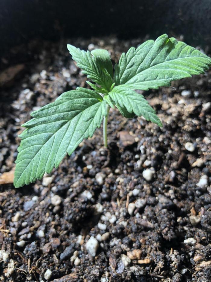 Lemon Kix (a). Week 2 - d8