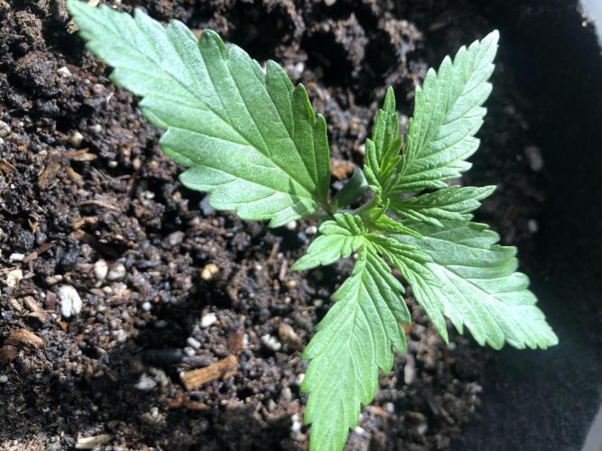 Lemon Pie (a). Week 2 - wk2