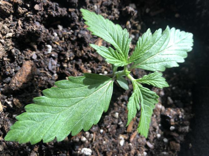 Lemon Pie (a). Week 2 - guilly