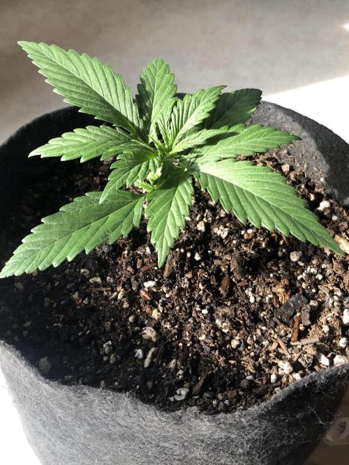 Lemon Kix (a). Week 3 - 👉 wk3