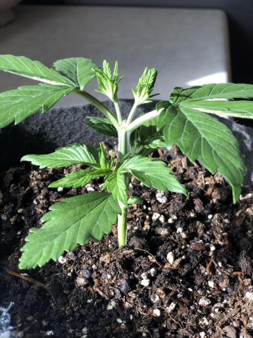 Lemon Pie (a). Week 3 - d14