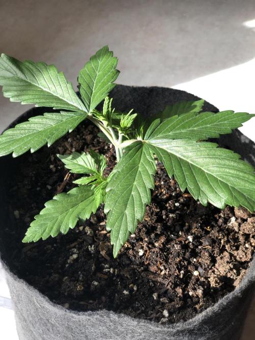 Lemon Pie (a). Week 3 - 👉 wk3