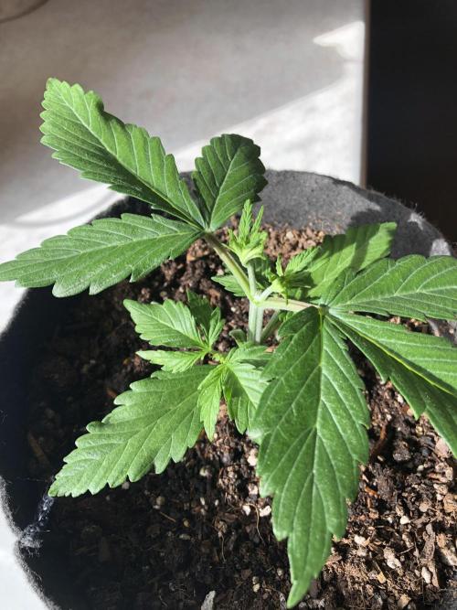 Lemon Pie (a). Week 3 - guilly #2