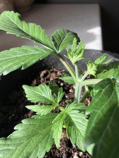 Lemon Pie (a). Week 3 - guilly #2.