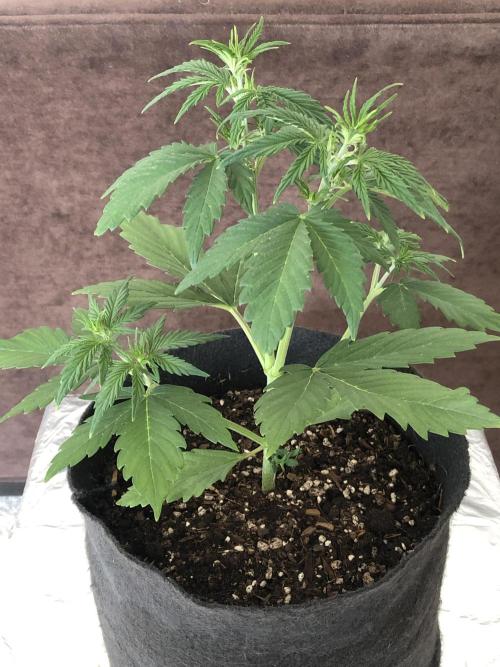 Lemon Pie (a). Week 4 - d21