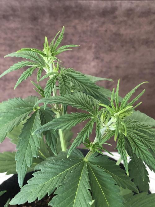 Lemon Pie (a). Week 4 - 👉 wk4