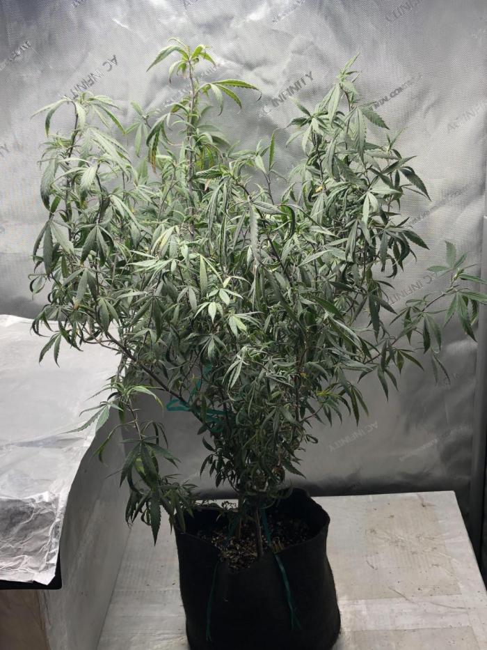 Tropicafrican Purple Magic. Week 24 - R.I.P