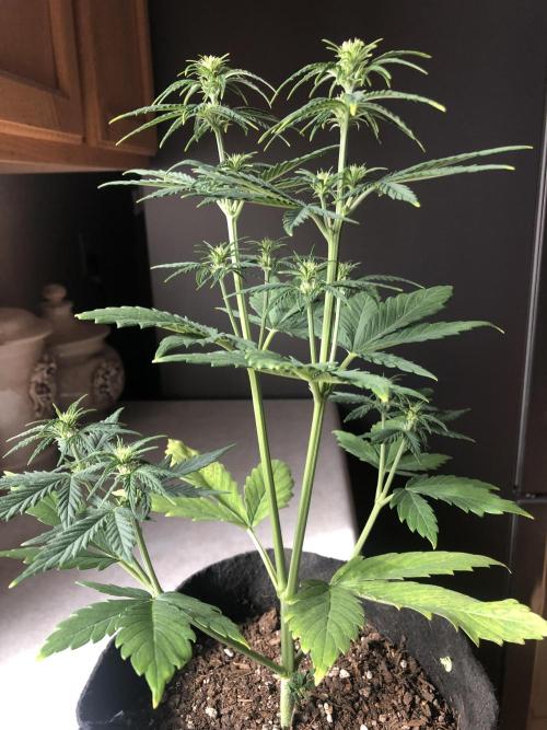 Lemon Pie (a). Week 5 - d1 bloom