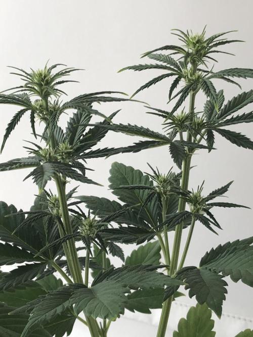 Lemon Pie (a). Week 5 - 👉 wk5