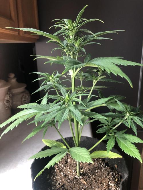 Lemon Kix (a). Week 5 - wk5