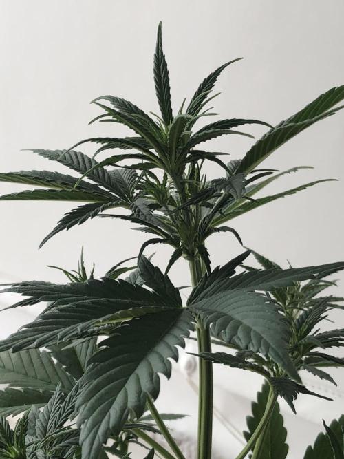 Lemon Kix (a). Week 5 - d1 bl