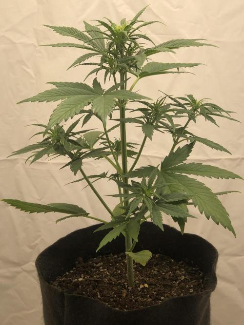 Lemon Kix (a). Week 5 - d28