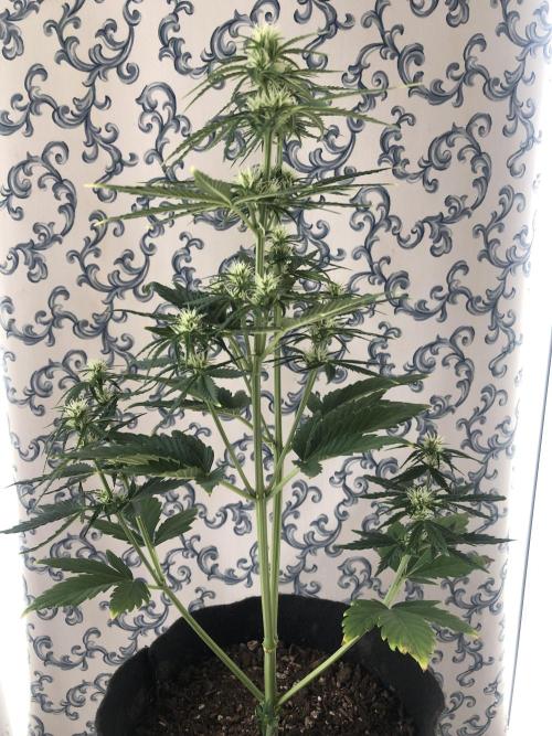 Lemon Pie (a). Week 6 - d35