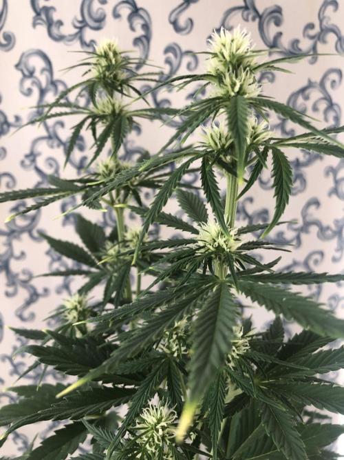 Lemon Pie (a). Week 6 - d7 bl