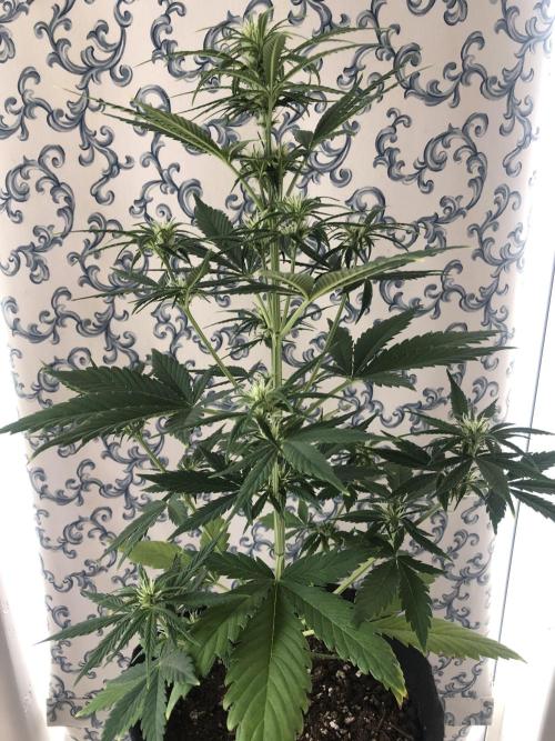 Lemon Kix (a). Week 6 - d35