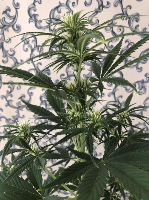 Lemon Kix (a). Week 6 - d7 bl