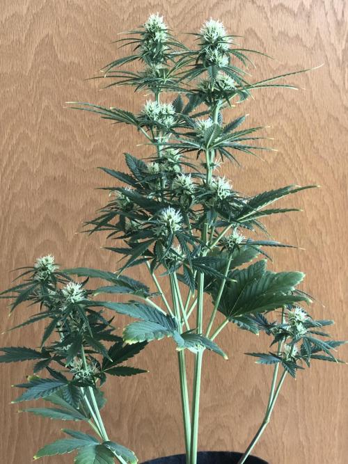 Lemon Pie (a). Week 7 - wk7