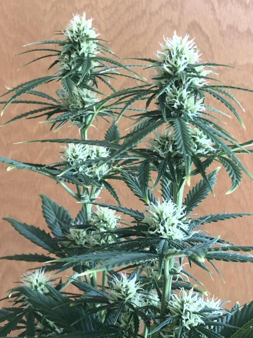 Lemon Pie Auto. Week 7