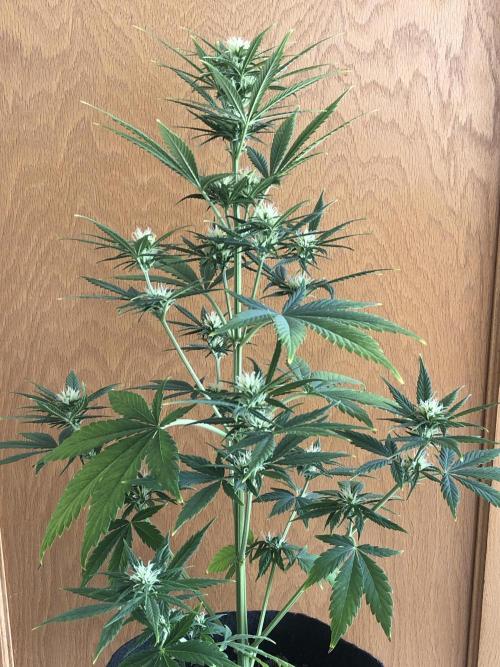 Lemon Kix (a). Week 7 - wk7