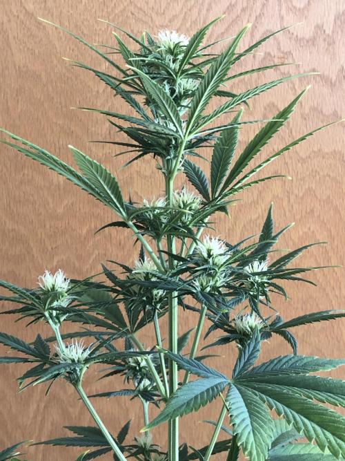 Lemon Kix (a). Week 7 - d16 bl