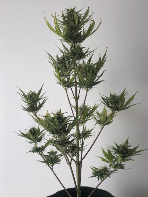 Lemon Kix (a). Week 10 - wk10 