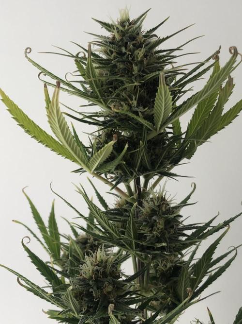 Lemon Kix (a). Week 10 - d35 bl