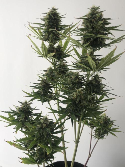 Lemon Pie (a). Week 10 - wk10