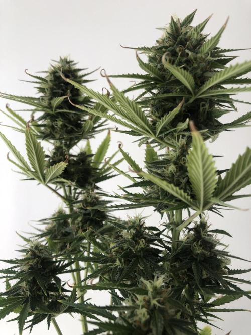 Lemon Pie Auto. Week 10