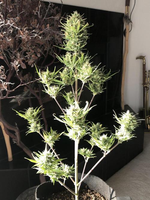 Lemon Kix (a). Week 11 - wk11