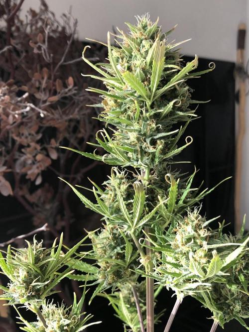 Lemon Kix (a). Week 11 - d70