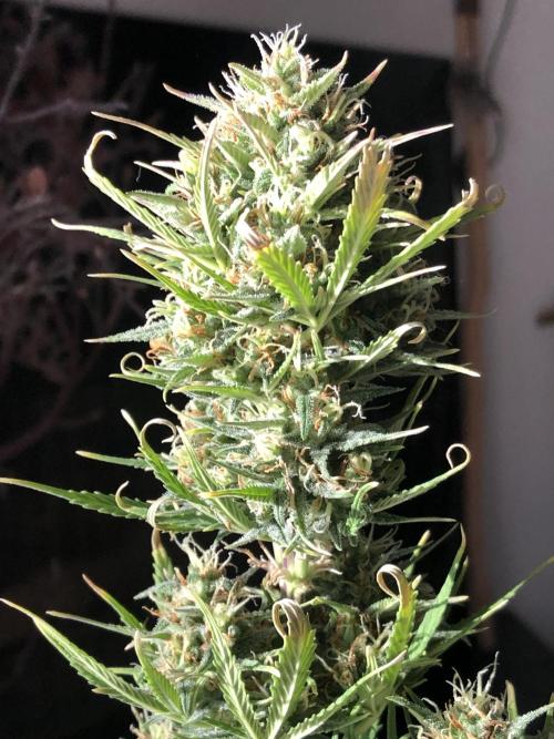 Lemon Kix (a). Week 11 - d42 bl