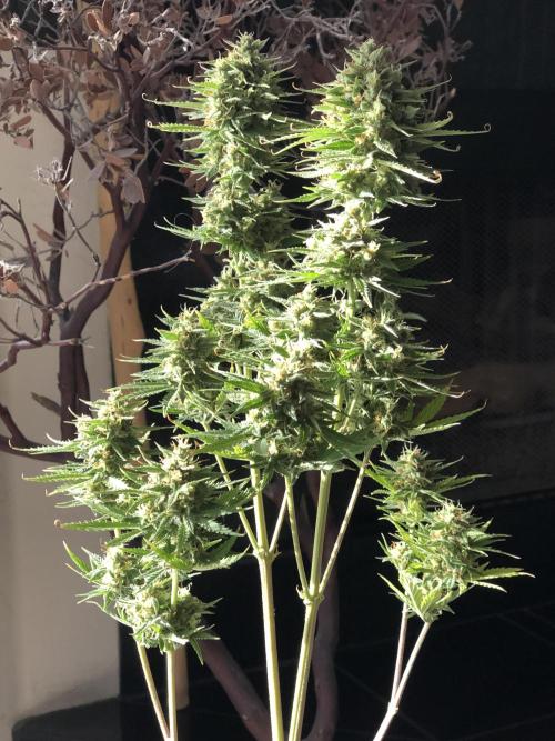 Lemon Pie (a). Week 11 - wk11