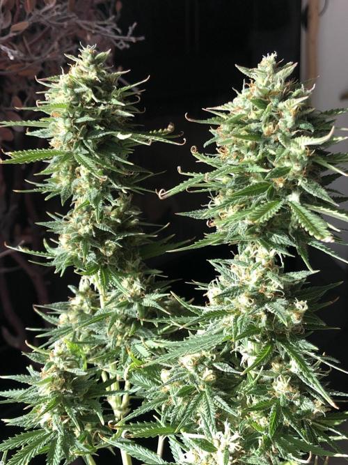 Lemon Pie (a). Week 11 - d70