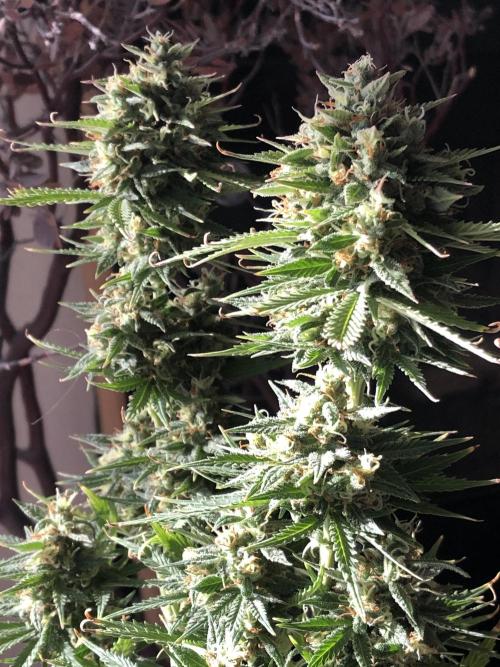 Lemon Pie Auto. Week 11