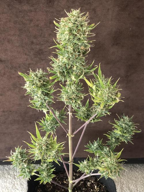 Lemon Kix (a). Week 12 - d80