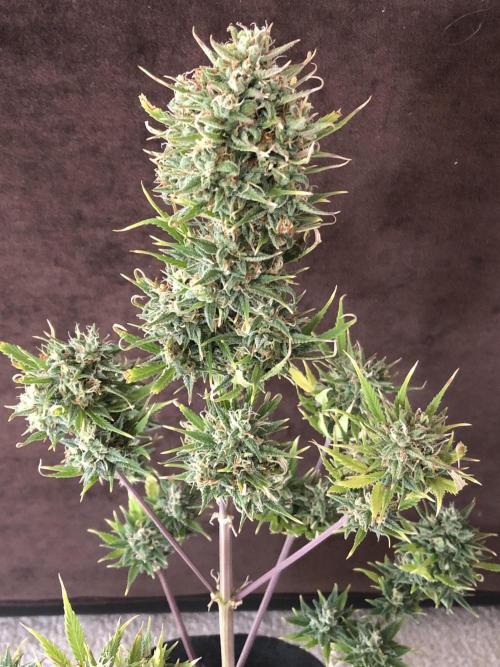 Lemon Kix (a). Week 12 - d52 bl