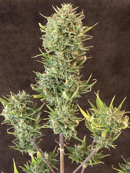 Lemon Kix (a). Week 12 - wk12