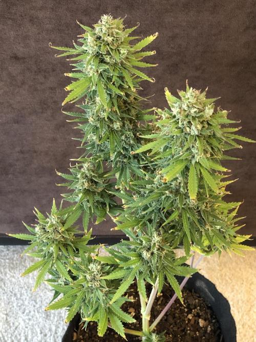 Lemon Pie (a). Week 12 - wk12