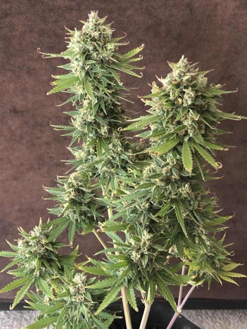 Lemon Pie (a). Week 12 - d80