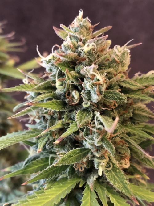 Lemon Pie Auto. Week 12