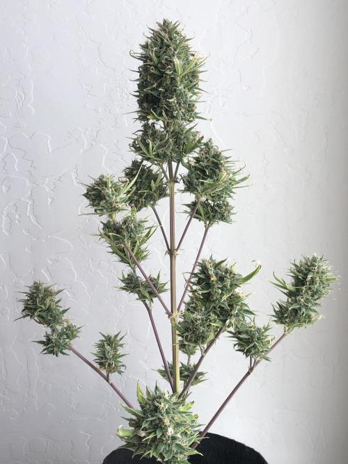 Lemon Kix (a). Week 13 - wk13