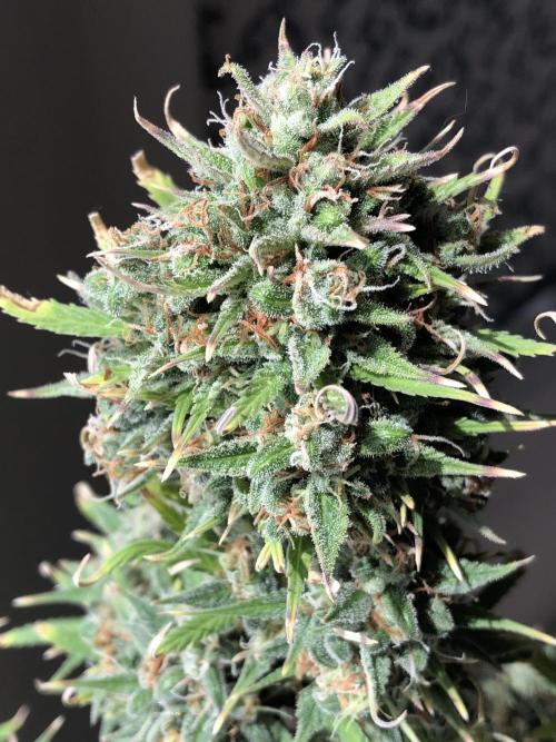 Lemon Kix (a). Week 13 - d56 bl