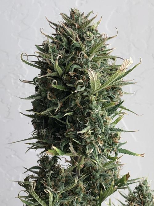 Lemon Kix (a). Week 13 - d56 bl