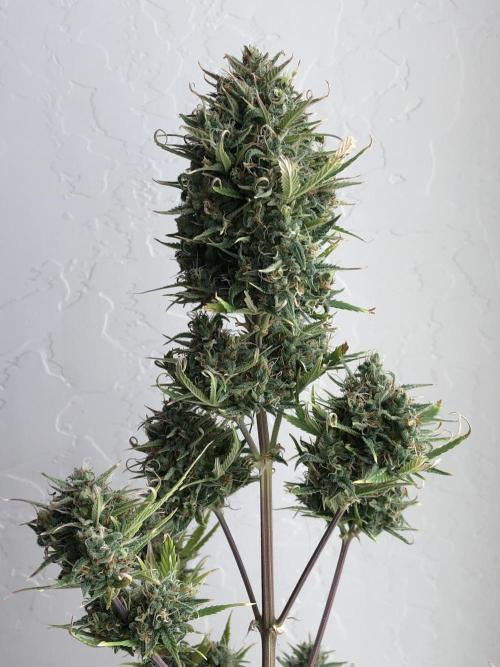 Lemon Kix (a). Week 13 - d84