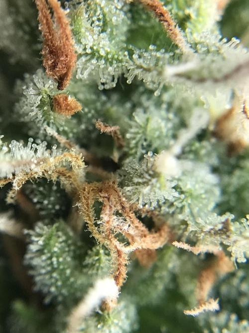 Lemon Kix (a). Week 13 - d56 bl trics