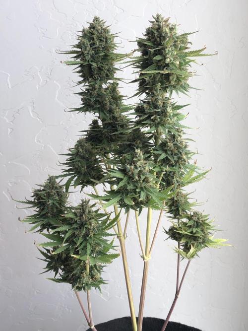 Lemon Pie (a). Week 13 - wk13