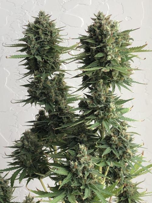 Lemon Pie (a). Week 13 - d84
