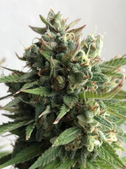 Lemon Pie (a). Week 13 - d56 bl