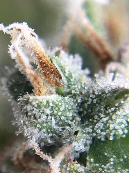 Lemon Pie Auto. Week 13