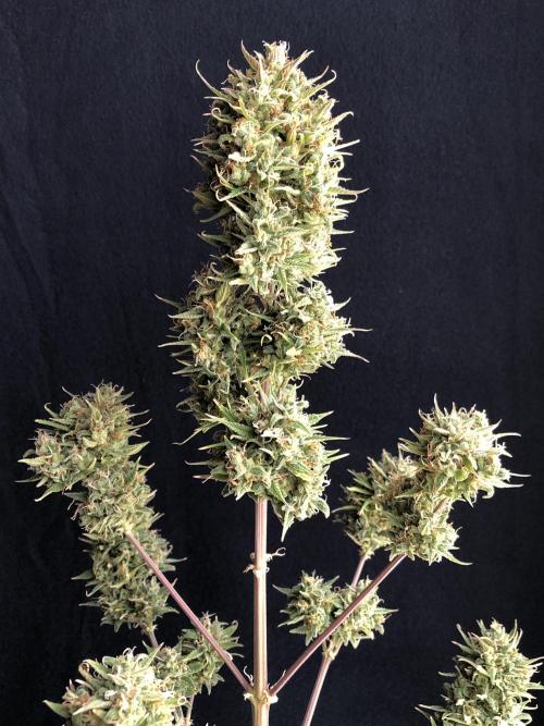 Lemon Kix (a). Week 14 - d90